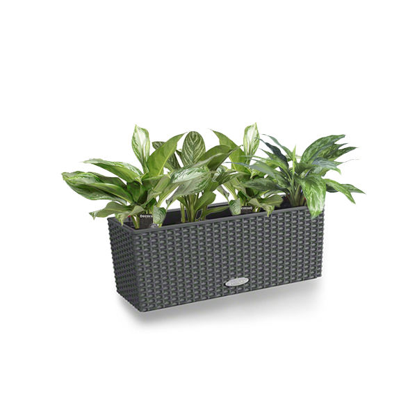 Аглаонема микс + Lechuza Balconera