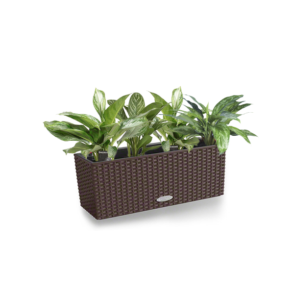 Аглаонема микс + Lechuza Balconera