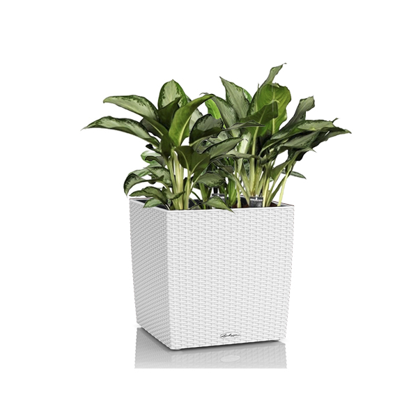 Аглаонема микс + Lechuza Cube 40