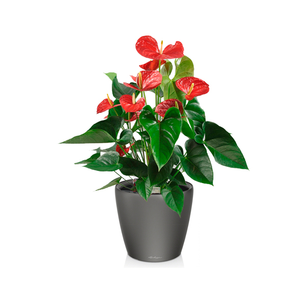 Антуриум + Lechuza Classico 21