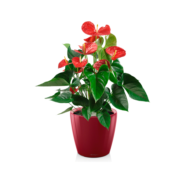 Антуриум + Lechuza Classico 21