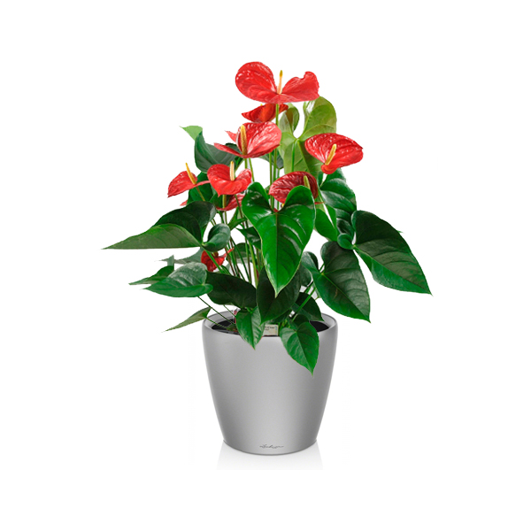 Антуриум + Lechuza Classico 21