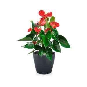 Антуриум + Lechuza Classico 21