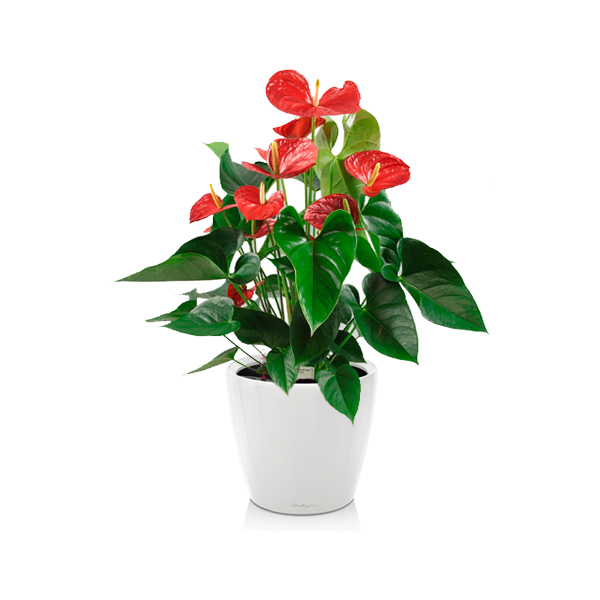 Антуриум + Lechuza Classico 21