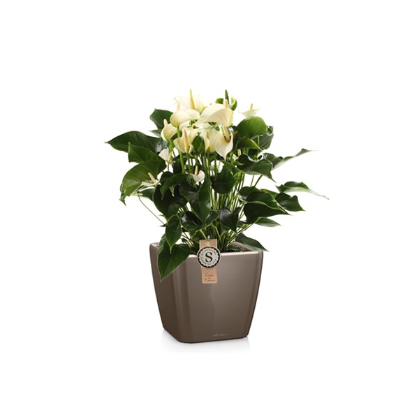 Антуриум + Lechuza Quadro