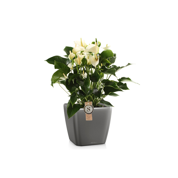 Антуриум + Lechuza Quadro