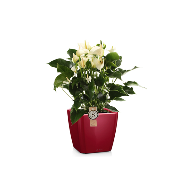 Антуриум + Lechuza Quadro