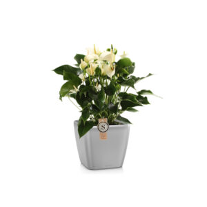 Антуриум + Lechuza Quadro