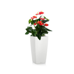 Антуриум + Lechuza Cubico