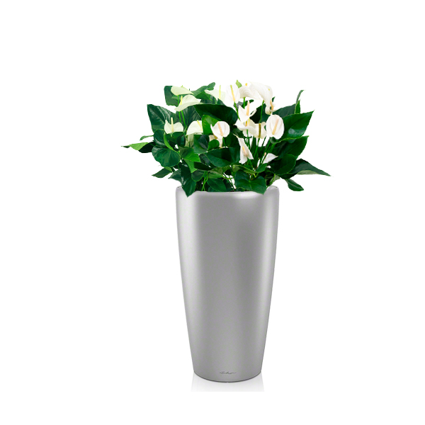 Антуриум + Leсhuza Rondo