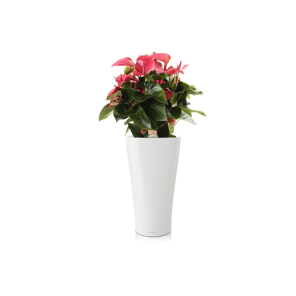 Антуриум + Lechuza Delta