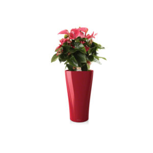 Антуриум + Lechuza Delta