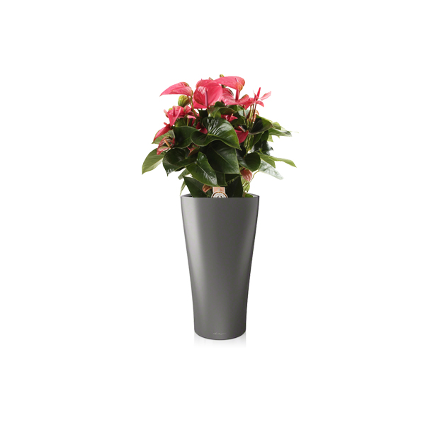 Антуриум + Lechuza Delta