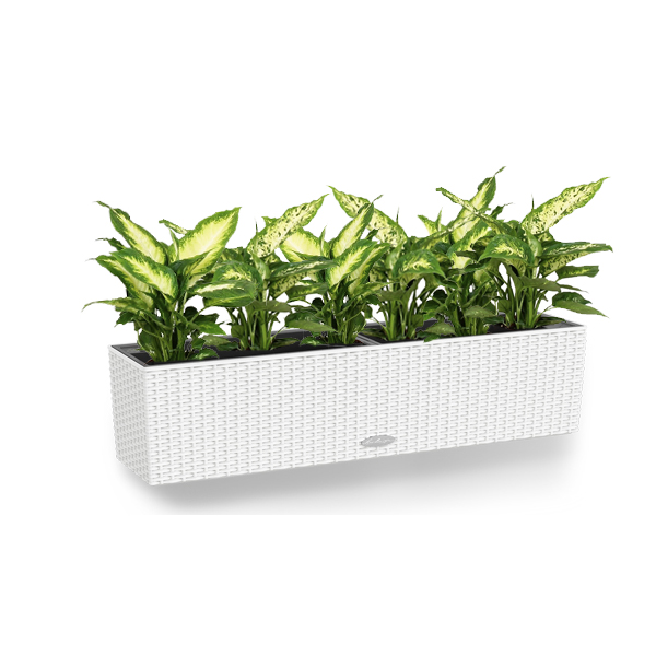 Диффенбахия + Lechuza Balconera