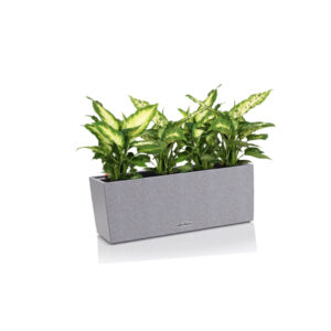 Диффенбахия + Lechuza Balconera