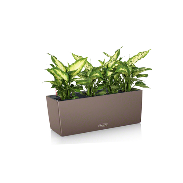 Диффенбахия + Lechuza Balconera