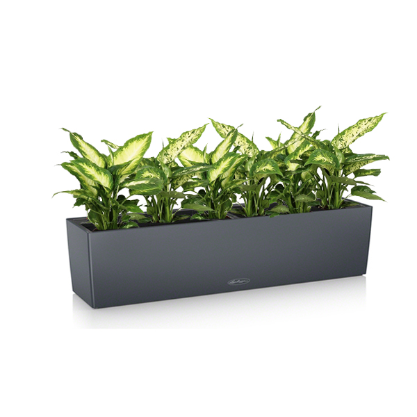 Диффенбахия + Lechuza Balconera