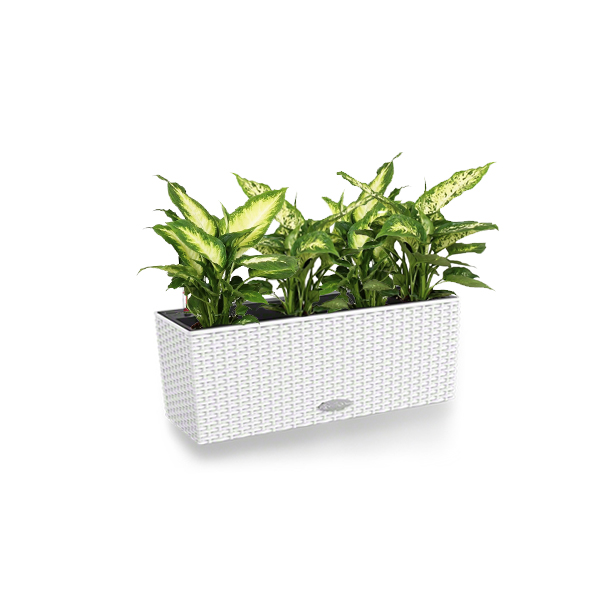 Диффенбахия + Lechuza Balconera