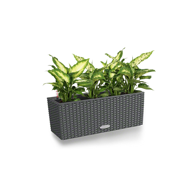 Диффенбахия + Lechuza Balconera