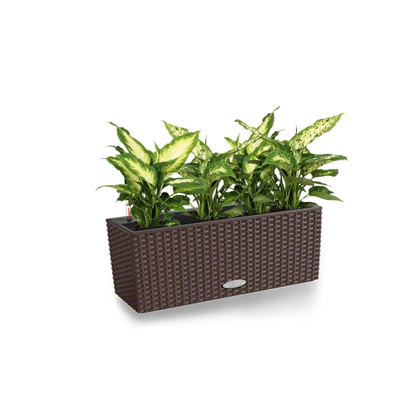 Диффенбахия + Lechuza Balconera