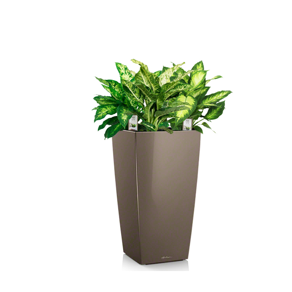 Диффенбахия + Lechuza Cubico