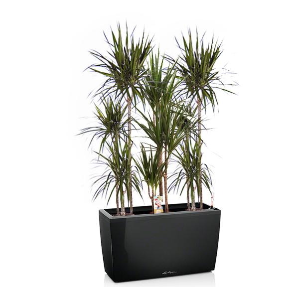 Драцены маргината + Lechuza Cararo