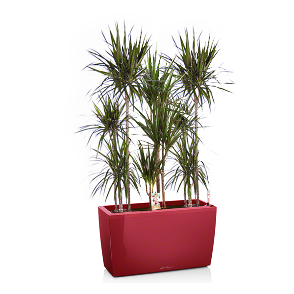 Драцены маргината + Lechuza Cararo