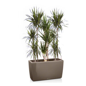 Драцены маргината + Lechuza Cararo