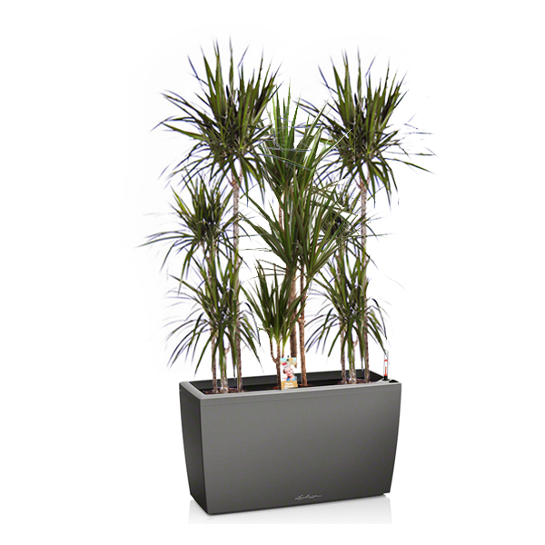 Драцены маргината + Lechuza Cararo