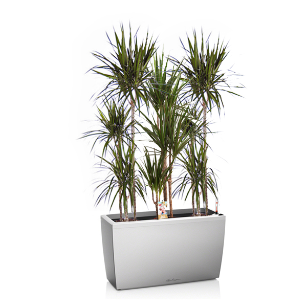 Драцены маргината + Lechuza Cararo