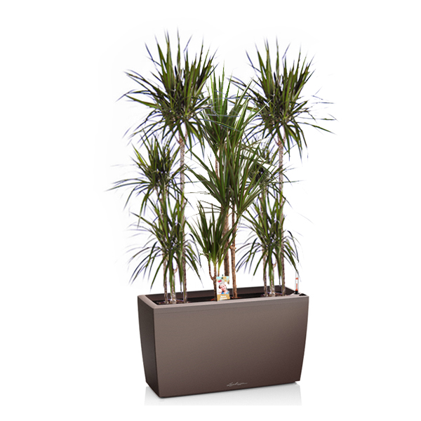 Драцены маргината + Lechuza Cararo