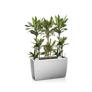 Драцены Джанет Линд + Lechuza Cararo