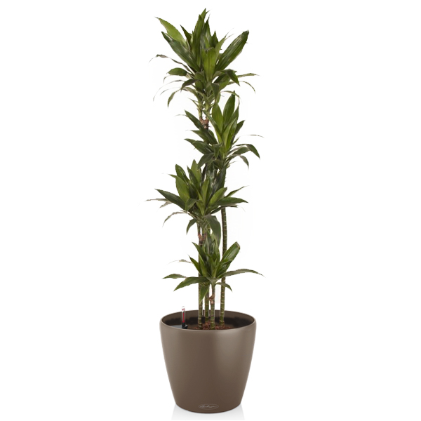 Драцена Джанет Крейг 4 ствола + Lechuza Classico 43