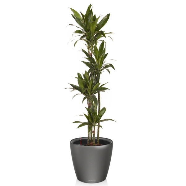 Драцена Джанет Крейг 4 ствола + Lechuza Classico 43