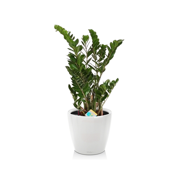 Замиокулькас + Lechuza Classico 28 и 35