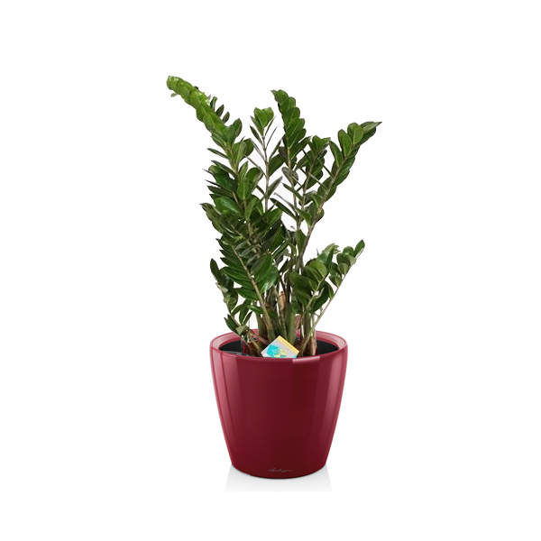 Замиокулькас + Lechuza Classico 28 и 35