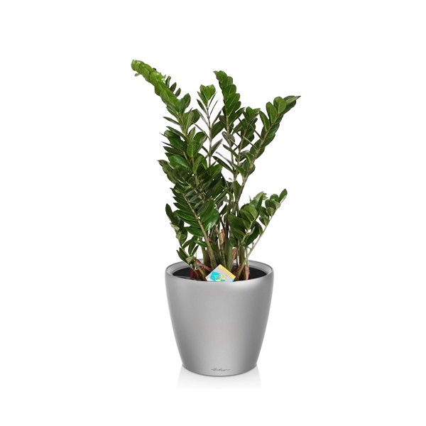 Замиокулькас + Lechuza Classico 28 и 35