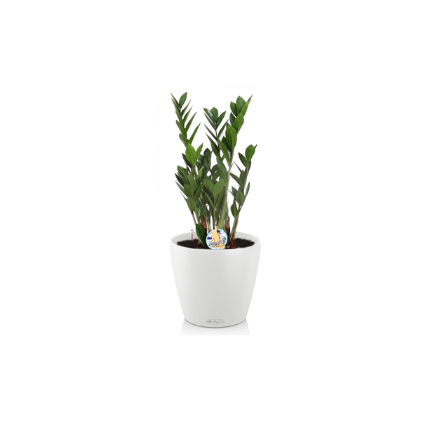 Замиокулькас + Lechuza Classico 28 и 35