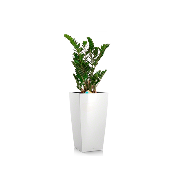 Замиокулькас + Lechuza Cubico