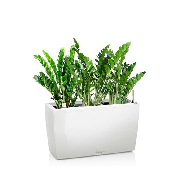 Замиокулькас + Lechuza Cararo