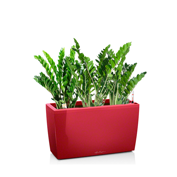 Замиокулькас + Lechuza Cararo