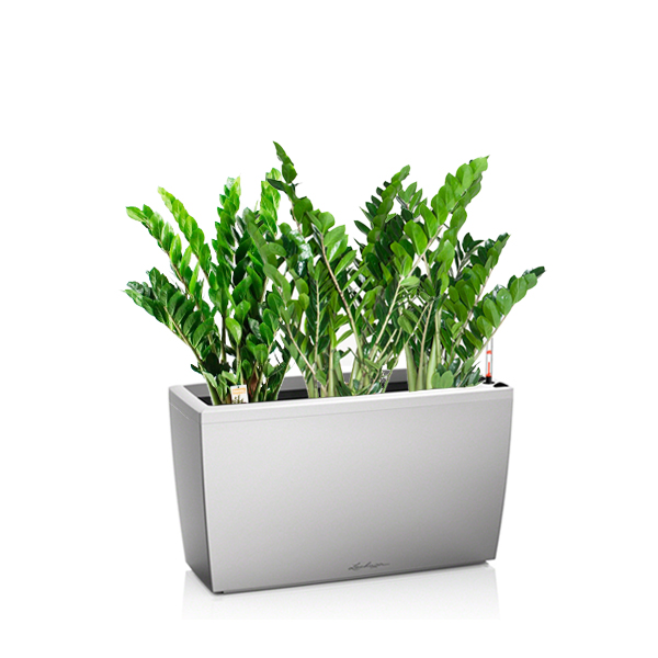 Замиокулькас + Lechuza Cararo