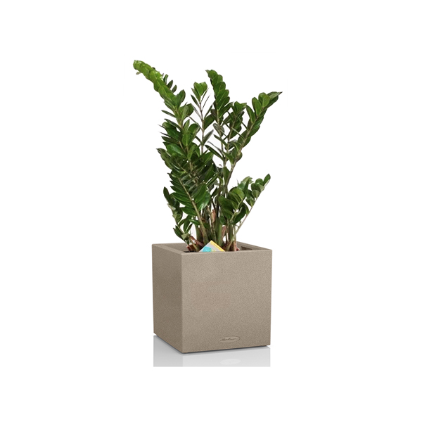 Замиокулькас + Lechuza Canto