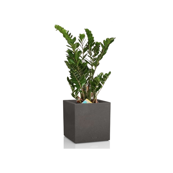 Замиокулькас + Lechuza Canto