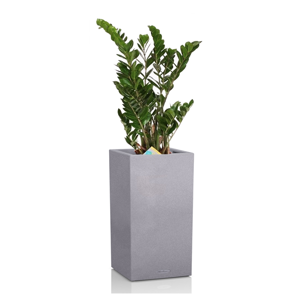 Замиокулькас + Lechuza Canto