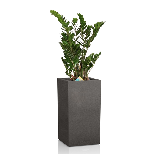 Замиокулькас + Lechuza Canto