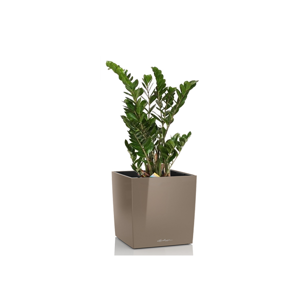 Замиокулькас + Lechuza Cube