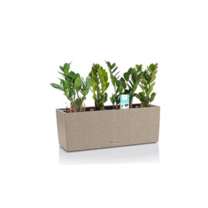 Замиокулькас + Lechuza Balconera