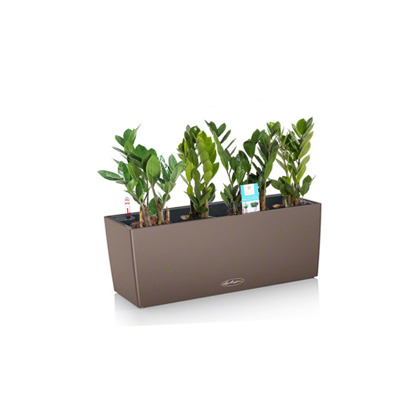 Замиокулькас + Lechuza Balconera