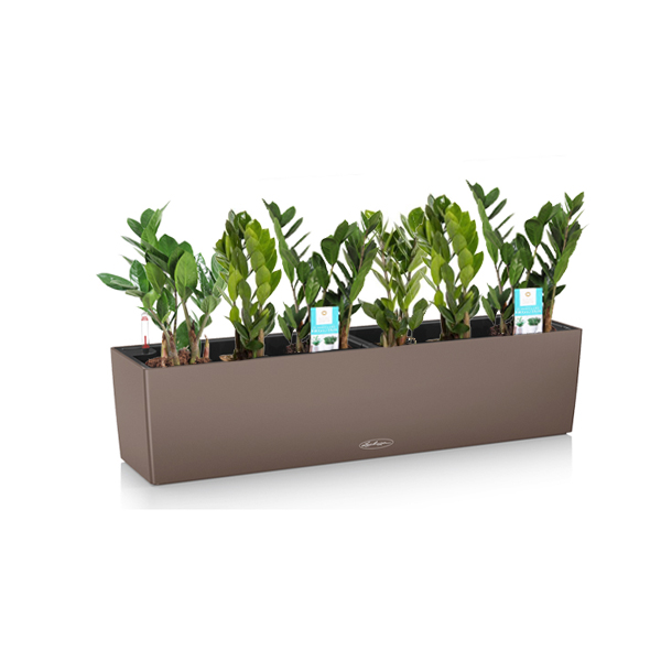 Замиокулькас + Lechuza Balconera